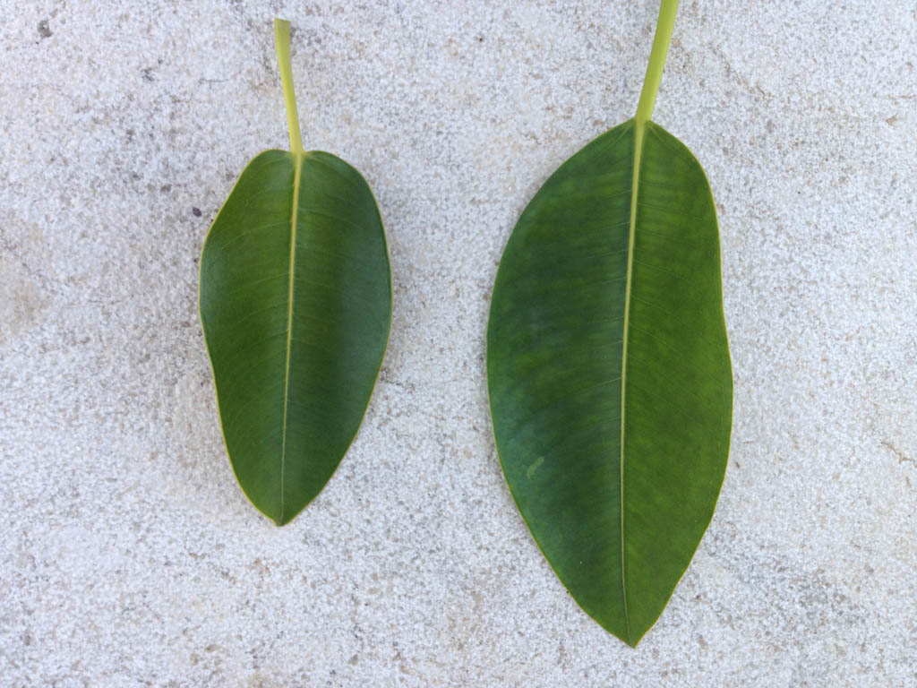 Ficus macrophylla subsp. columnaris o  Ficus elastica ?!